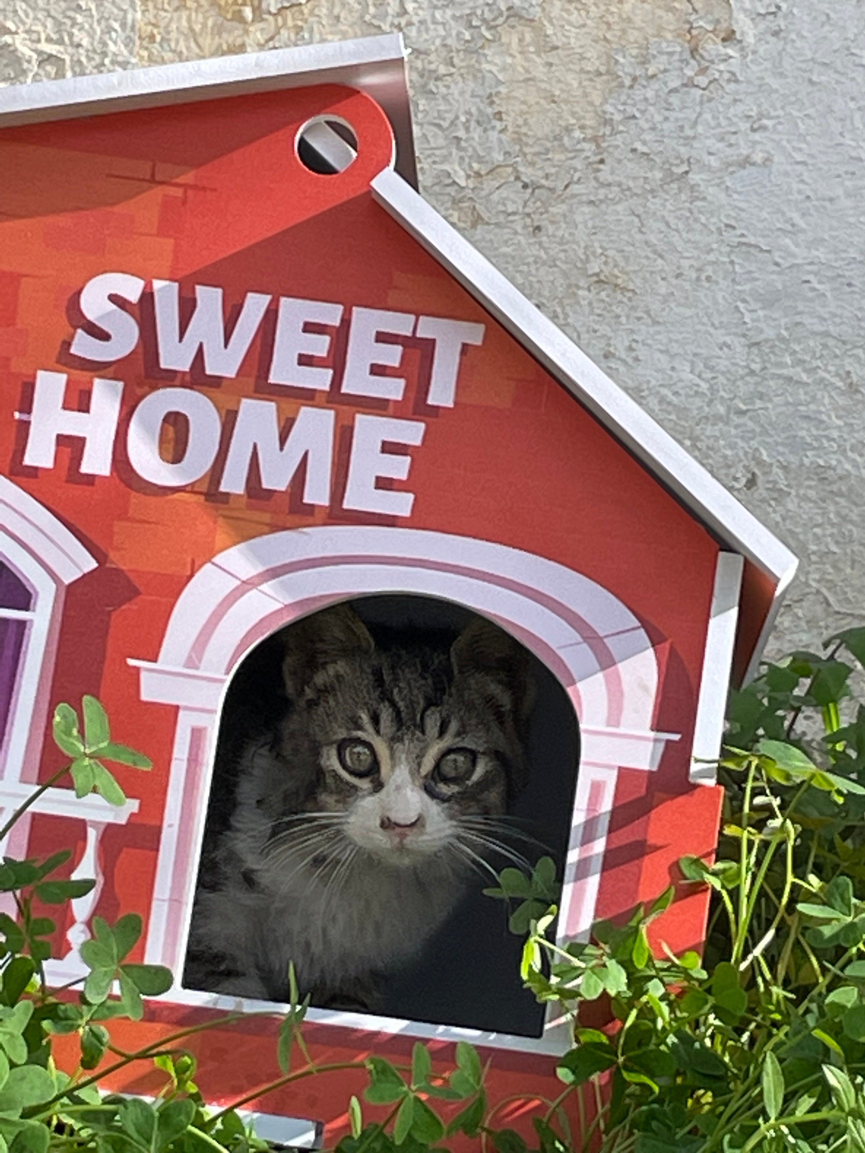 🐾 Sweet Cat Home