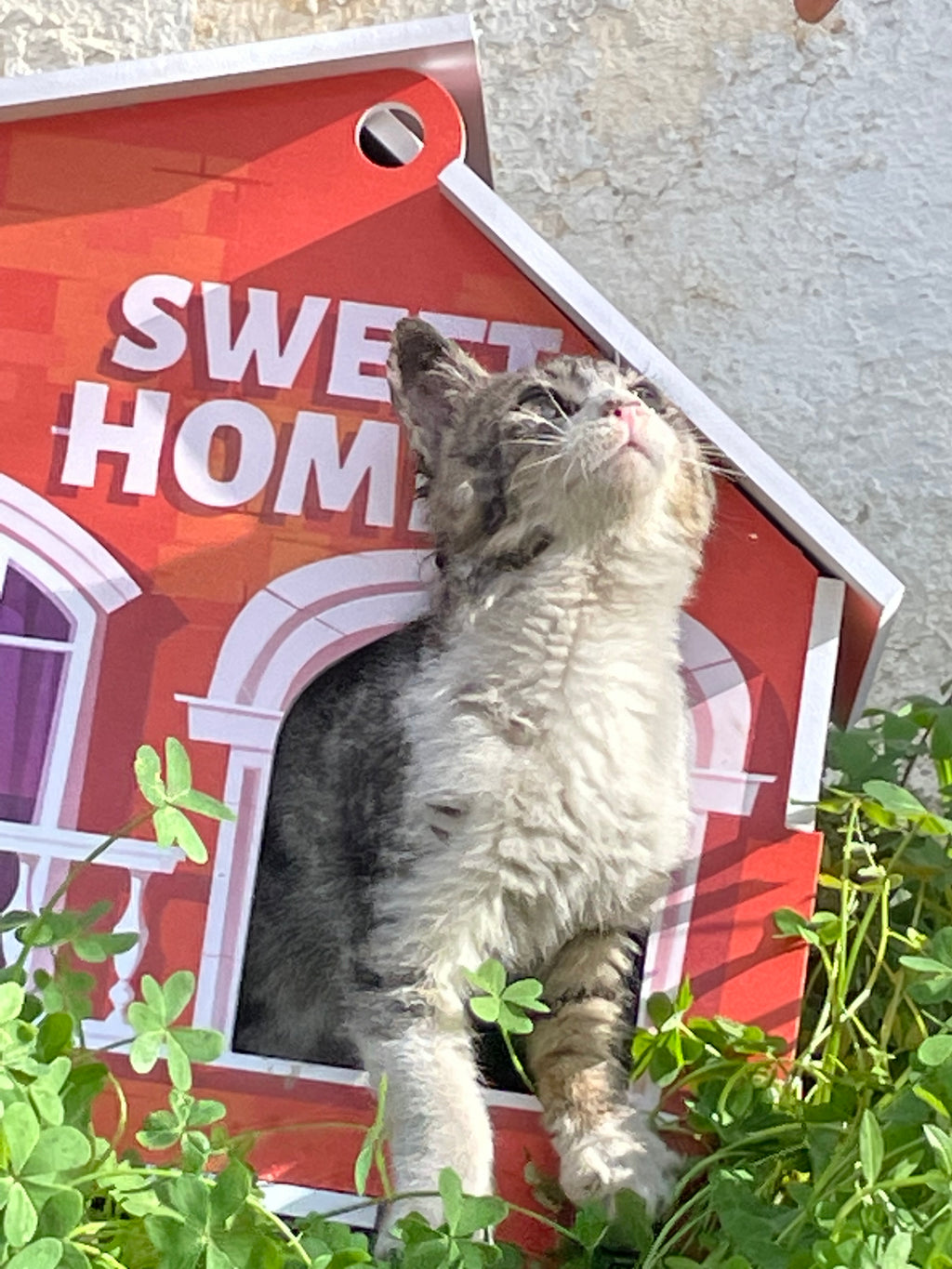 🐾 Sweet Cat Home