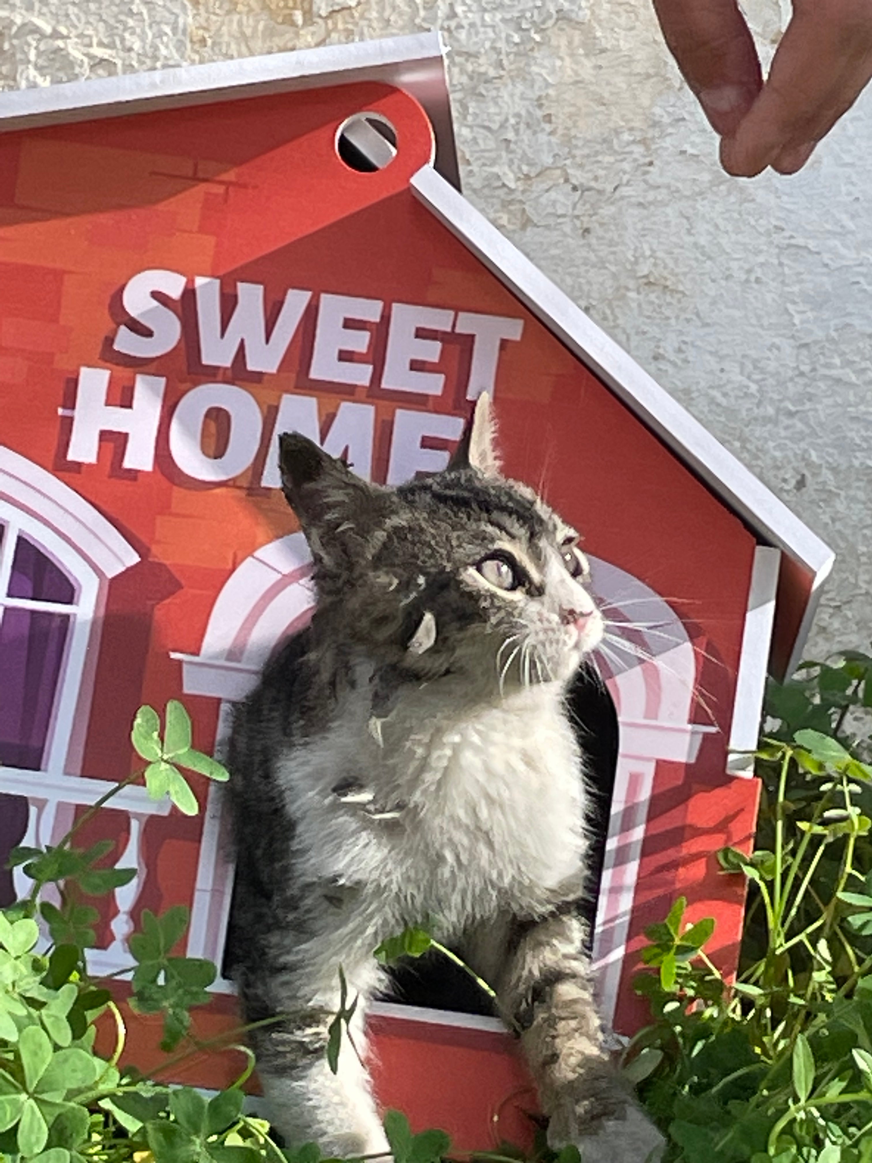 🐾 Sweet Cat Home