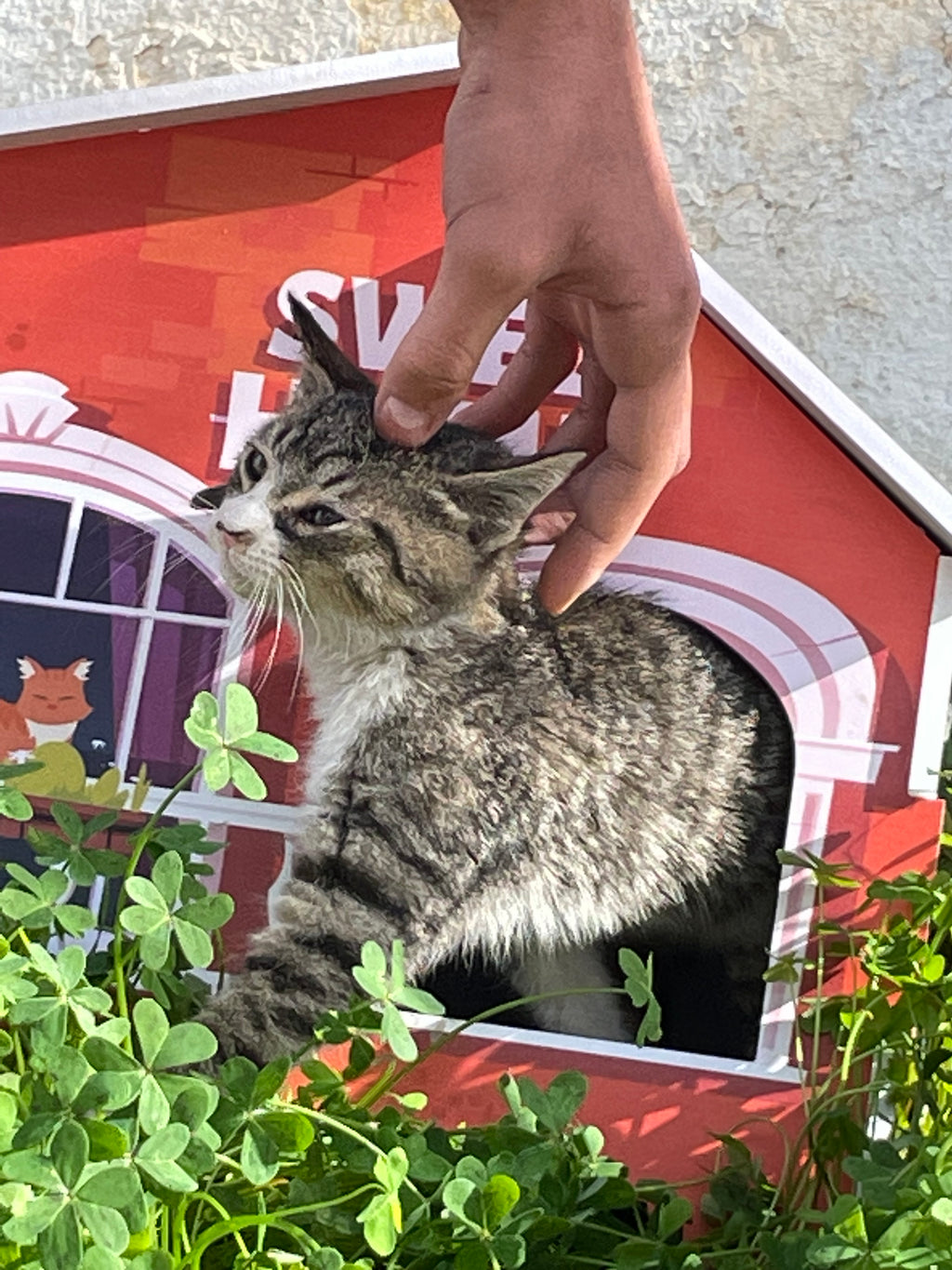 🐾 Sweet Cat Home