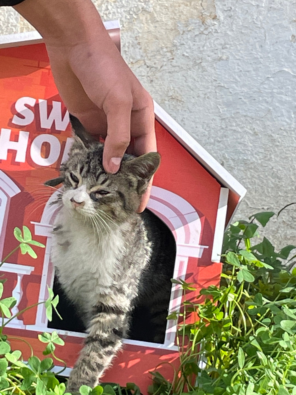 🐾 Sweet Cat Home