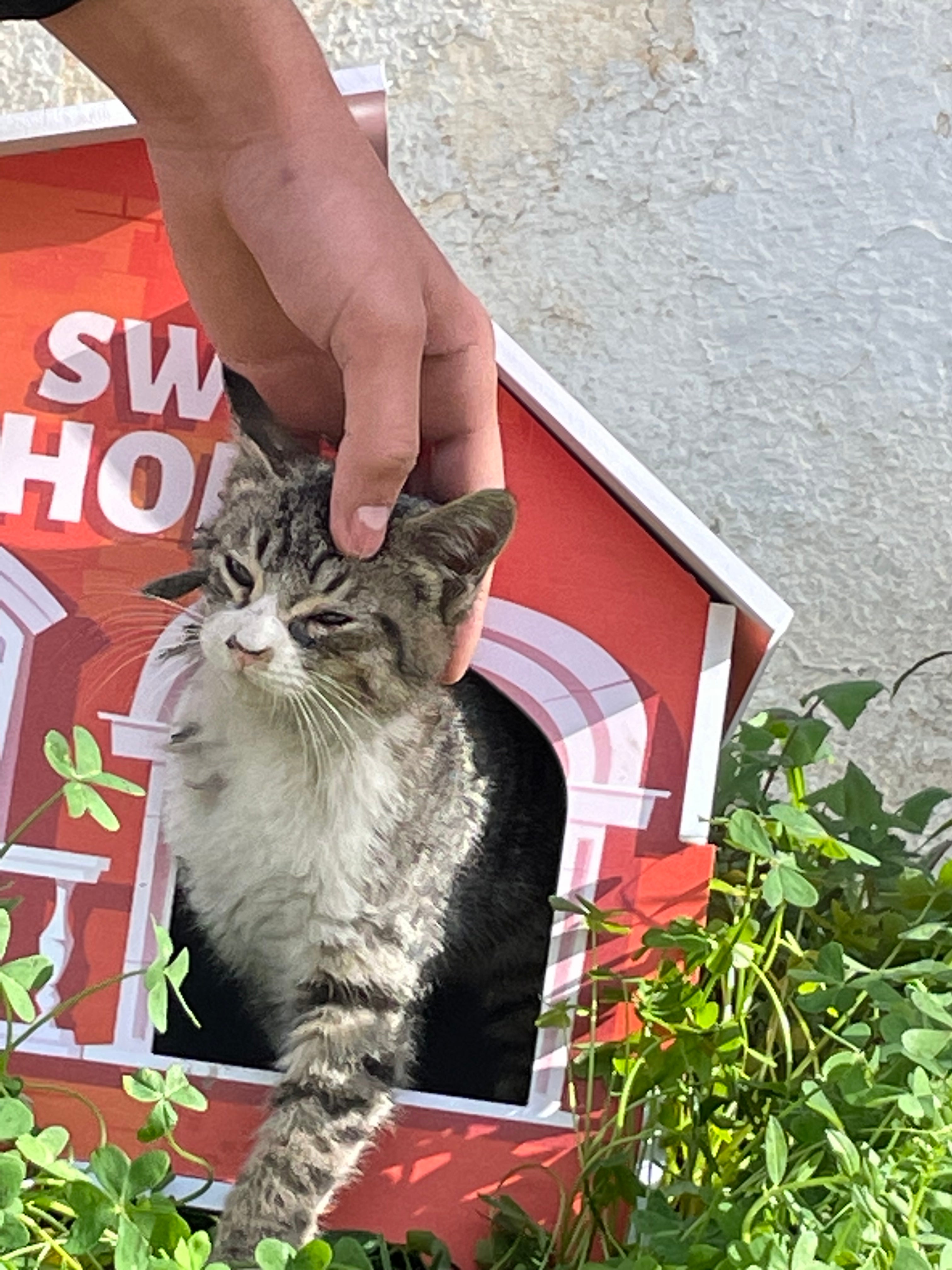 🐾 Sweet Cat Home