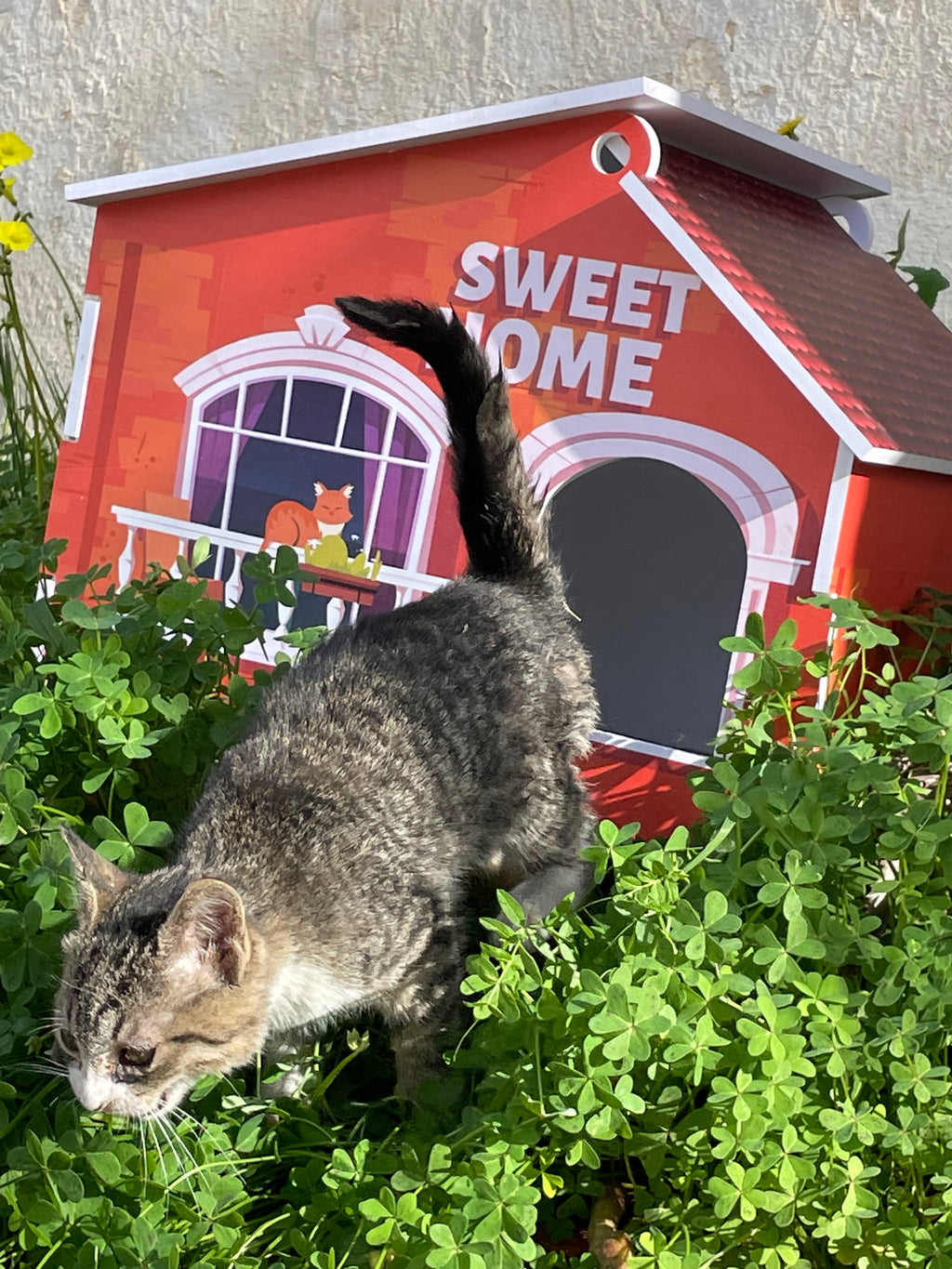 🐾 Sweet Cat Home