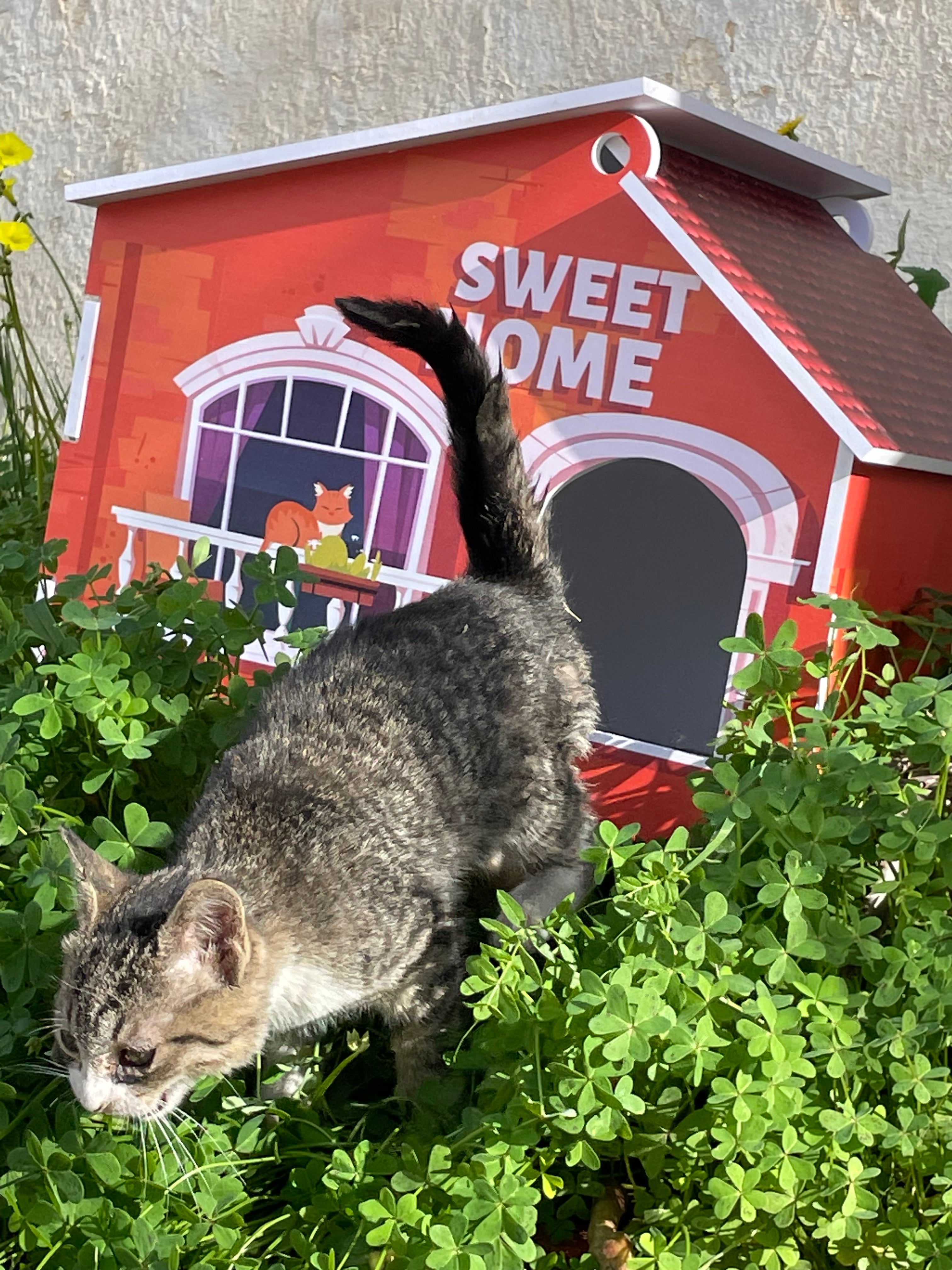🐾 Sweet Cat Home
