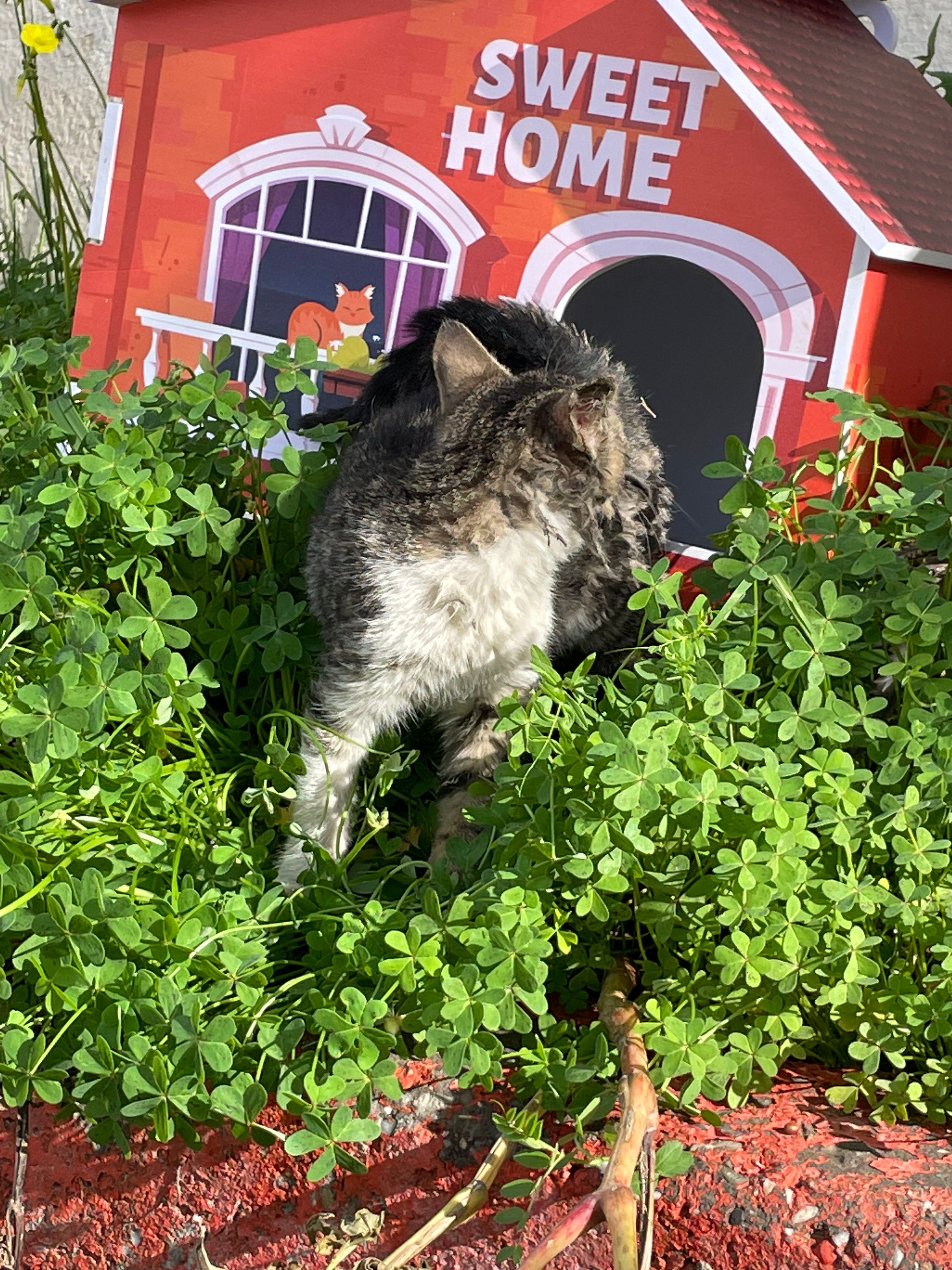 🐾 Sweet Cat Home