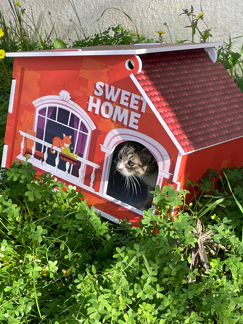🐾 Sweet Cat Home