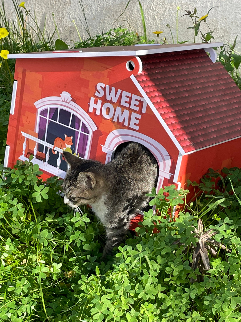🐾 Sweet Cat Home