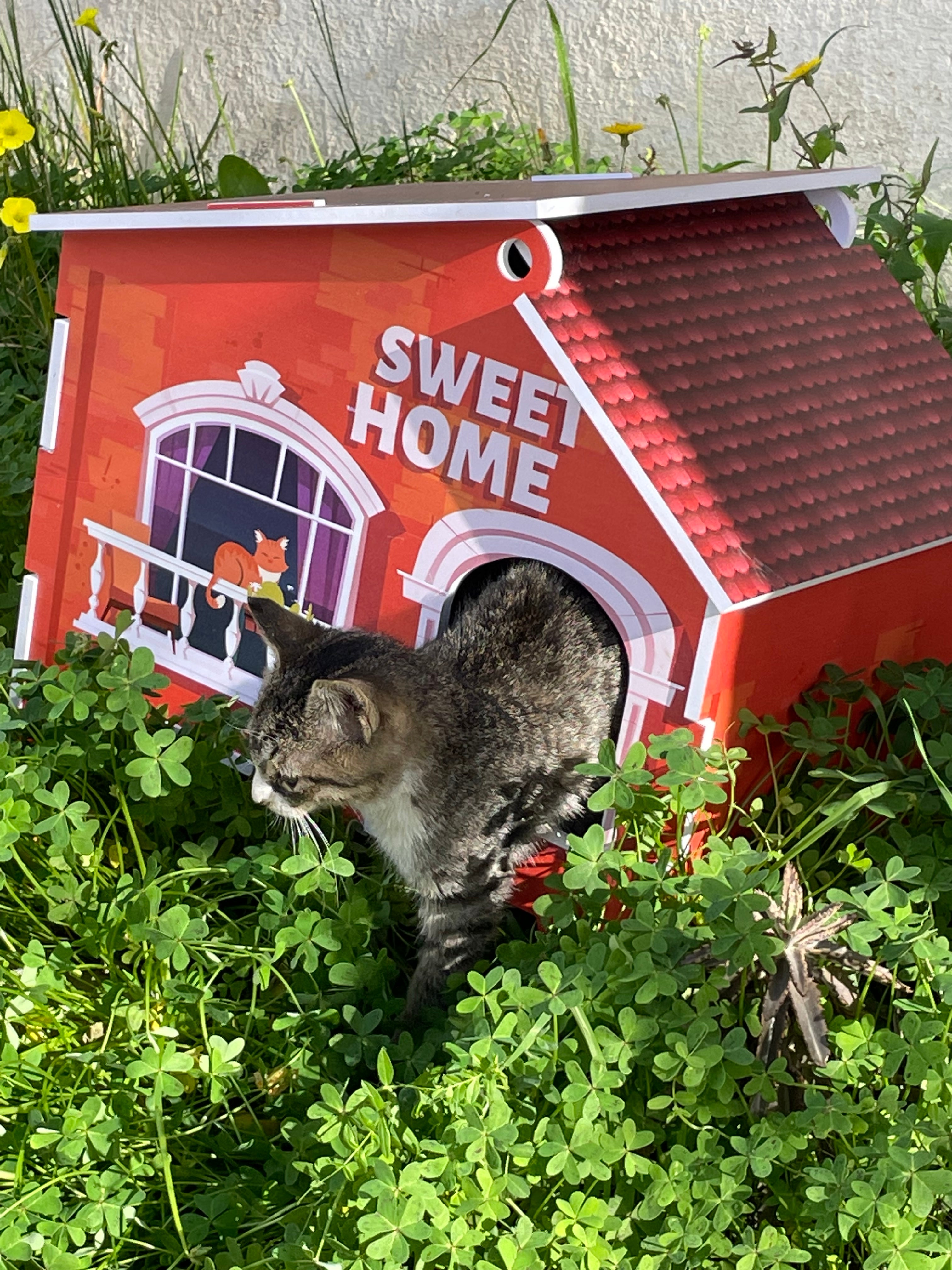 🐾 Sweet Cat Home